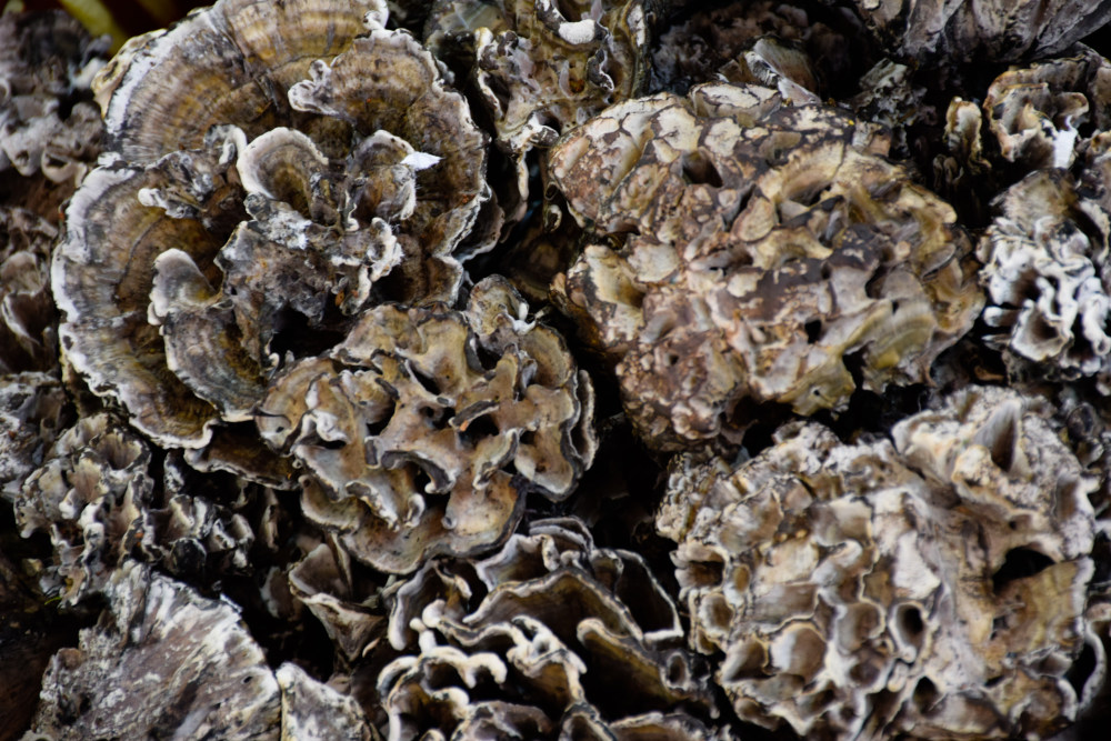 珊瑚菌多少钱一斤图片